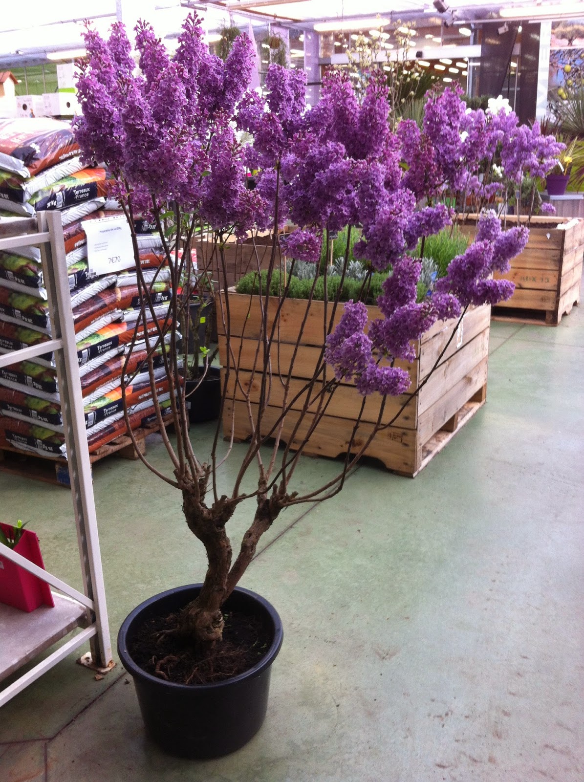 planter un lilas en pot